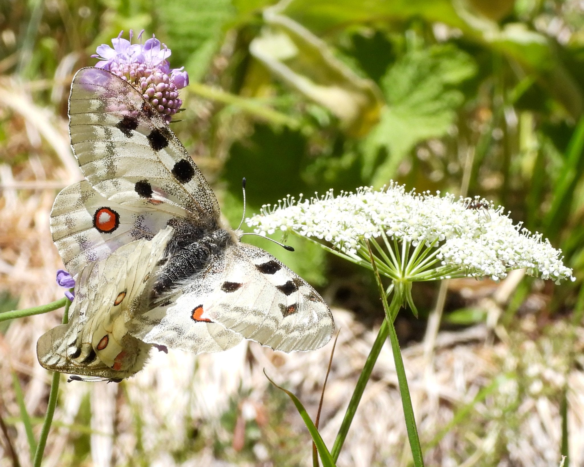 Fiori selvatici e vegetazione rupestre lungo le pareti delle Gole — orchidee e ginepro della Maiella